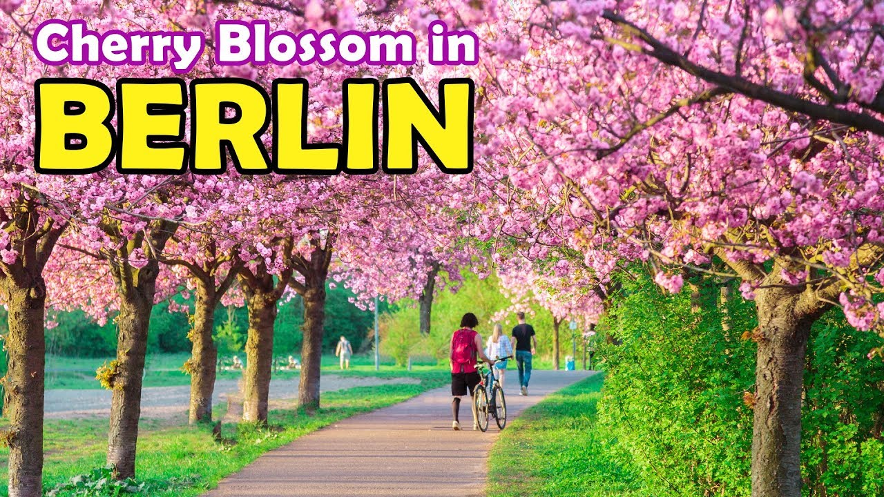 Cherry Blossom in Berlin (Sakura) | GoOn Berlin