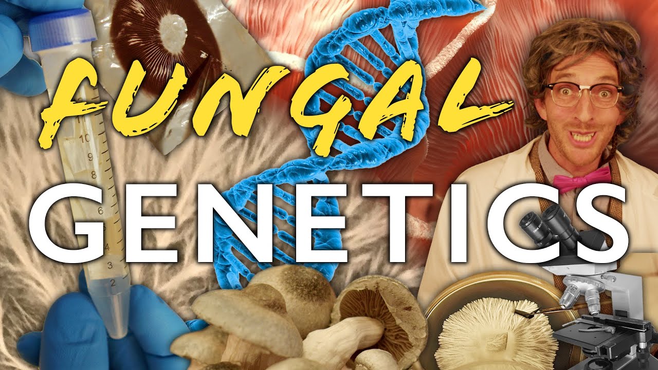 The Mushroom Culture Library, Preserving Genetics & the Basics of Breeding