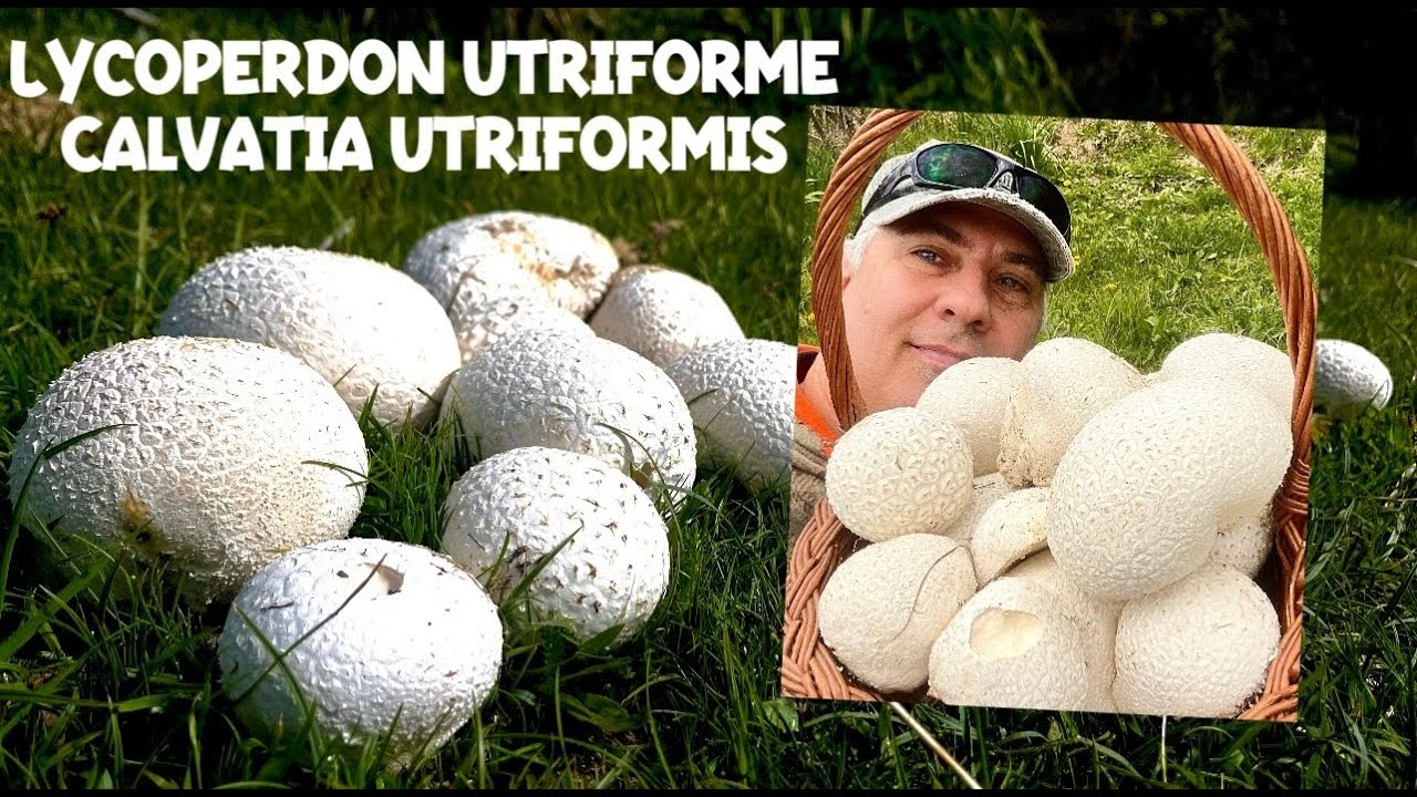 Lycoperdon utforme - Calvatia utriformis - грибы 2024