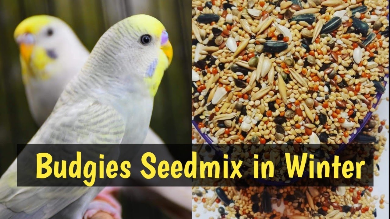 Budgies Seedmix Winter Diet