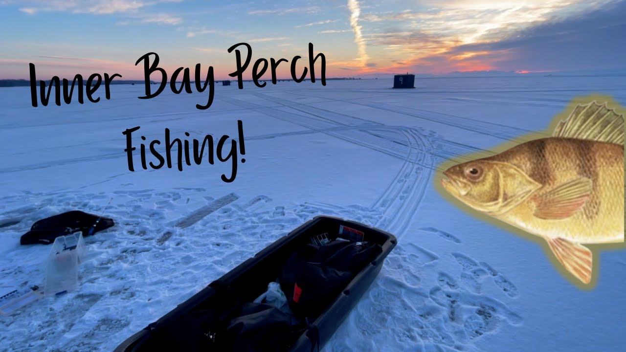 Inner Bay Perch Fishing!.. CATCHING LOINS!