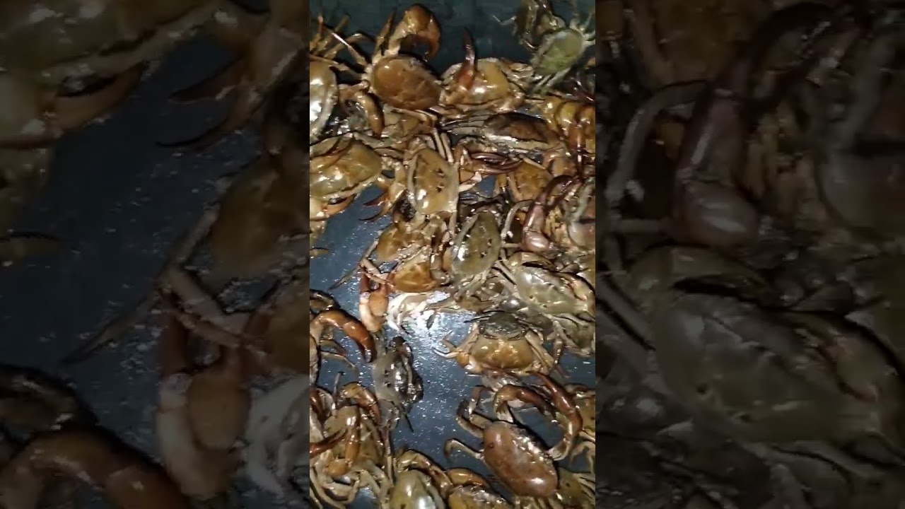 Ama Bila kankada