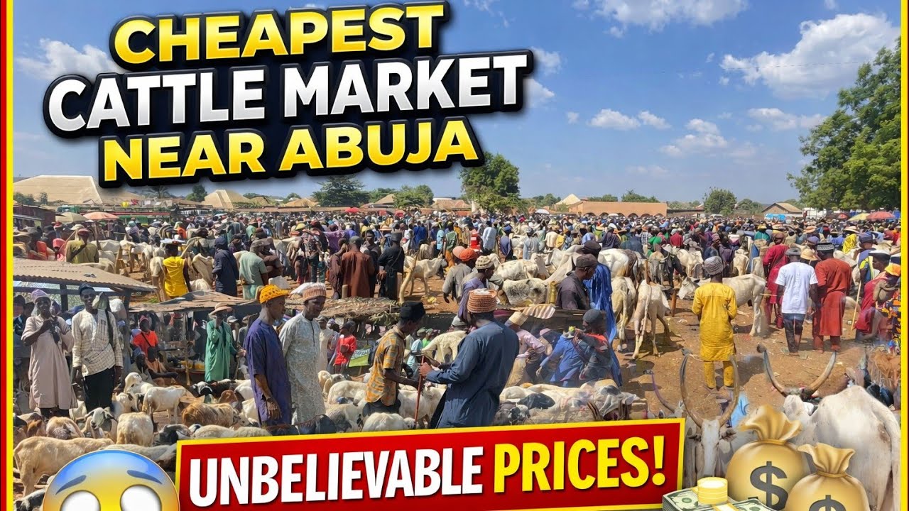 Abaji Cattle Market 2026|Cheapest Cow &Goat Prices in FCT
