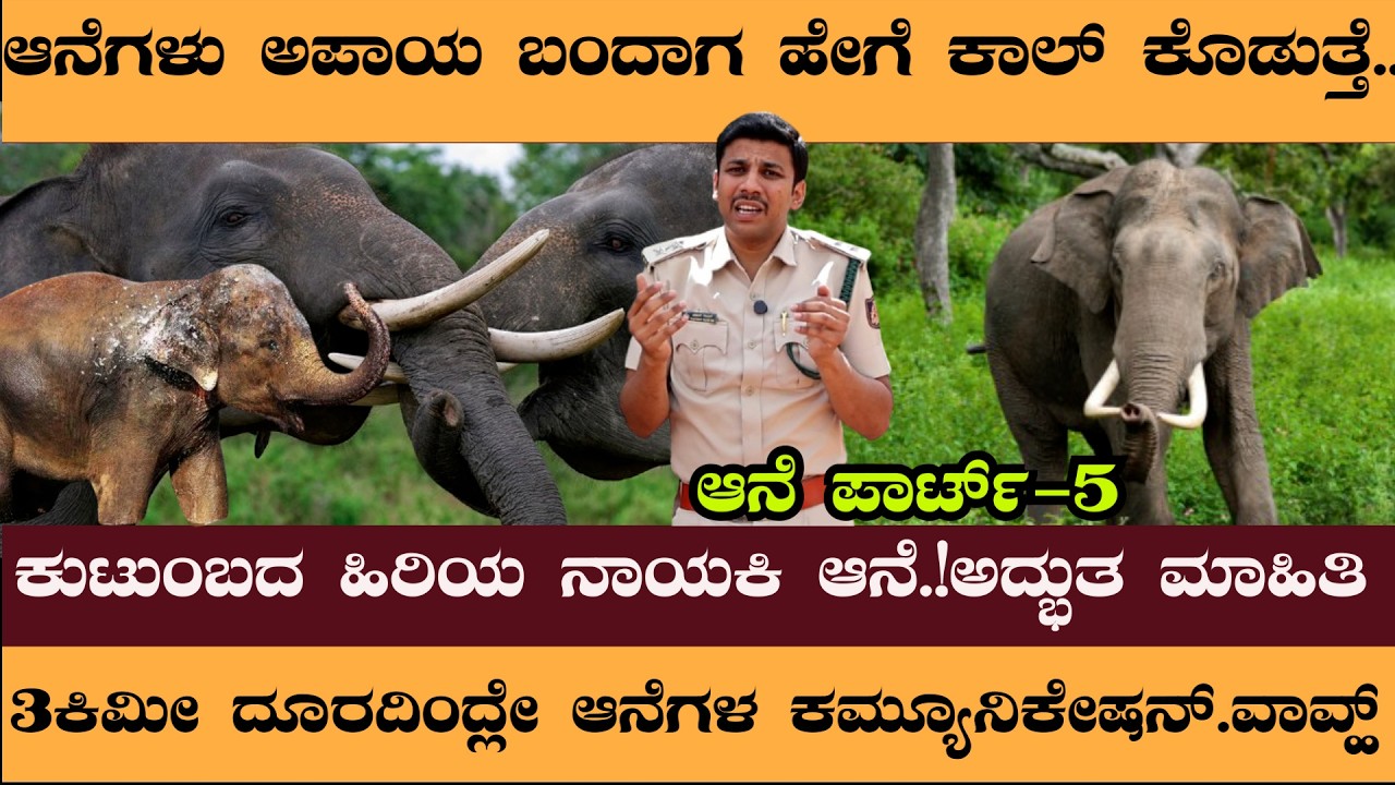 Part 5 :--ಆನೆಗಳ ಕುಟುಂಬದ ಹಿರಿಯ ನಾಯಕಿ ಹೇಗೆ ಡೈರೆಕ್ಷನ್‌ ಕೊಡುತ್ತೆ ನೋಡಿ.! Naveen Rowth #forest #wildlife