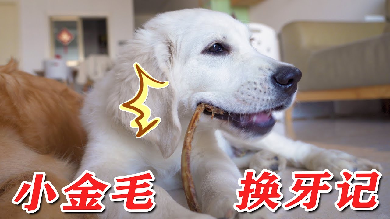 换牙期的小金毛，破坏力有多恐怖？