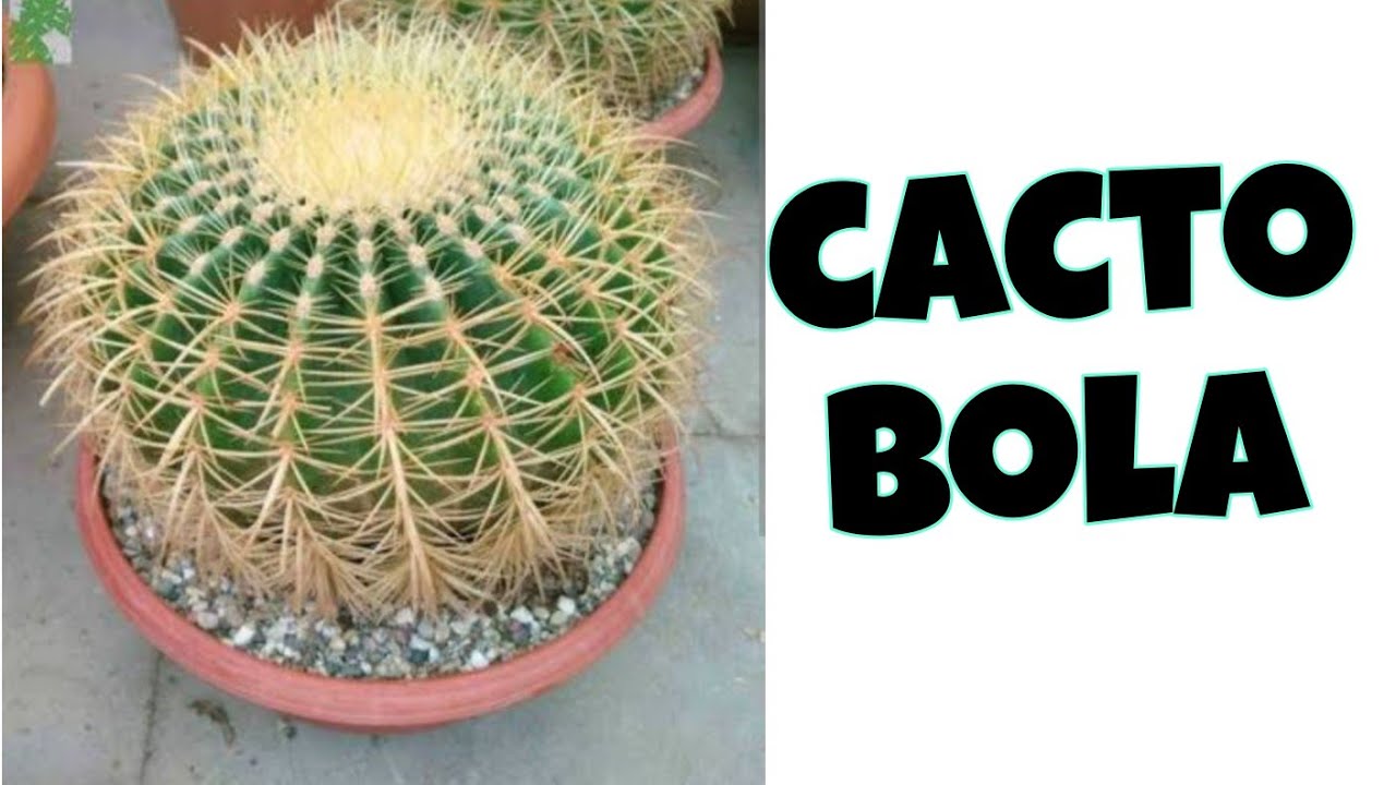 Cacto bola: Quanto tempo vive este cacto? #cactus