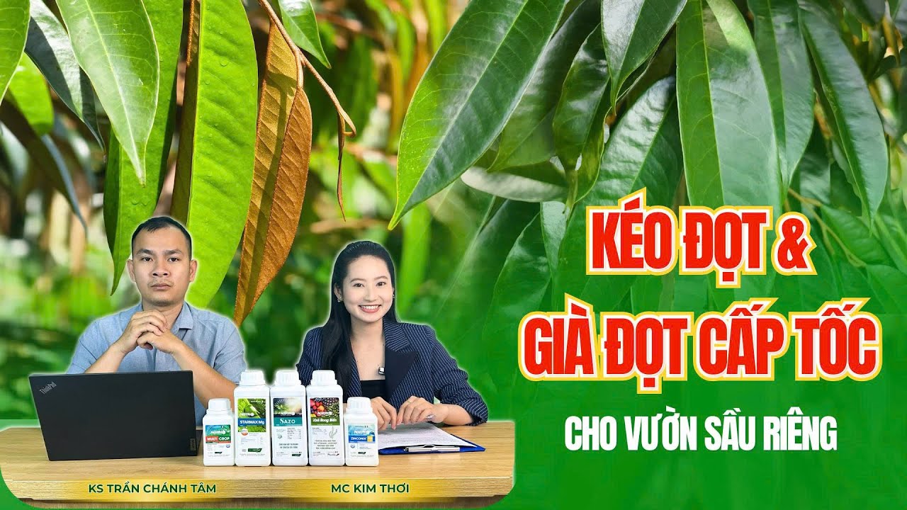 KÉO ĐỌT - GIÀ ĐỌT CẤP TỐC CHO VƯỜN SẦU RIÊNG MÙA NÀY