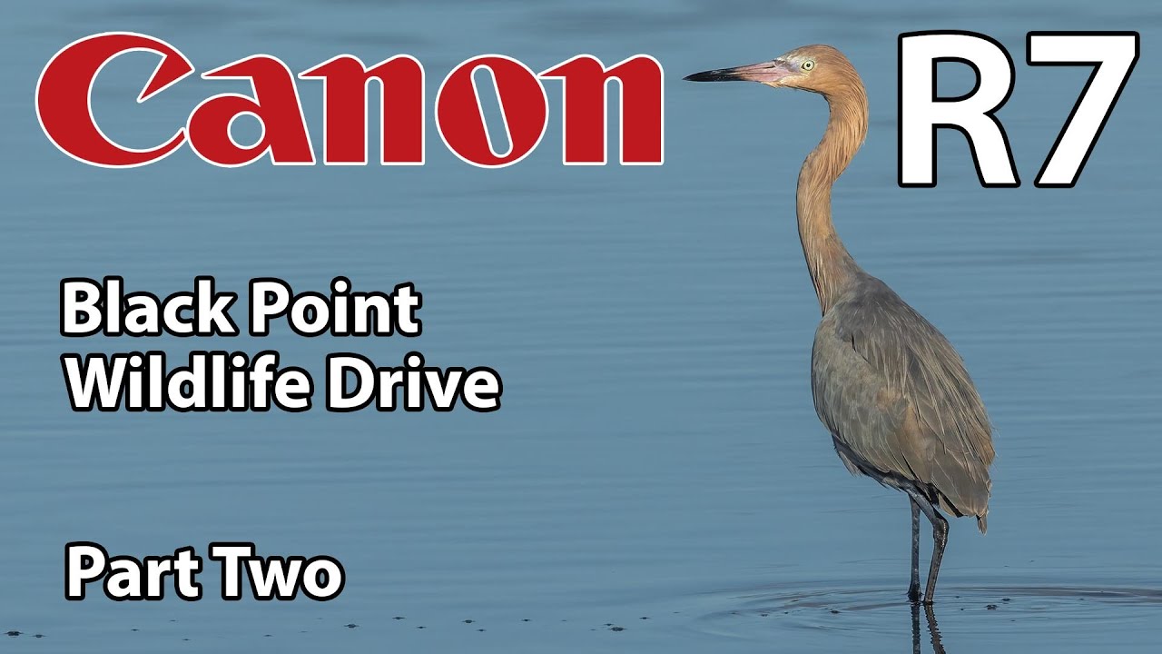 Canon R7 Bird Photography at Black Point Wildlife Drive • Part Two