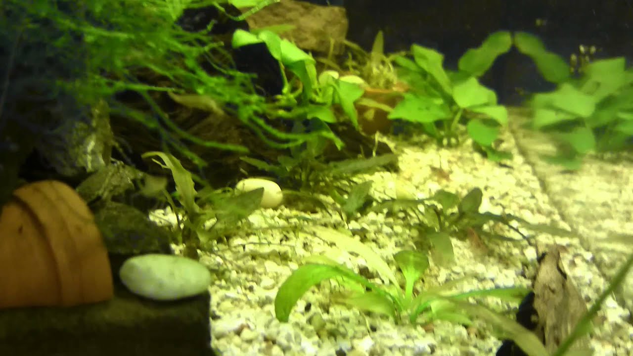 Vuurgarnalen en japonica's