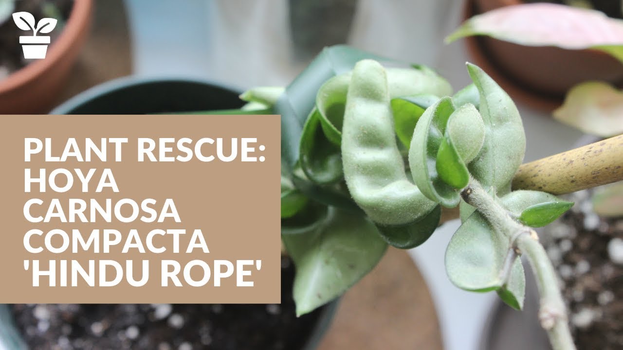 Спасение растений: Hoya Carnosa Compacta | Индуистская веревка