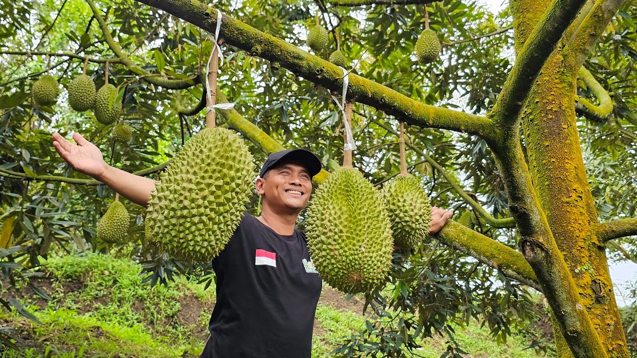 Kebun Durian Impian ada di Malang