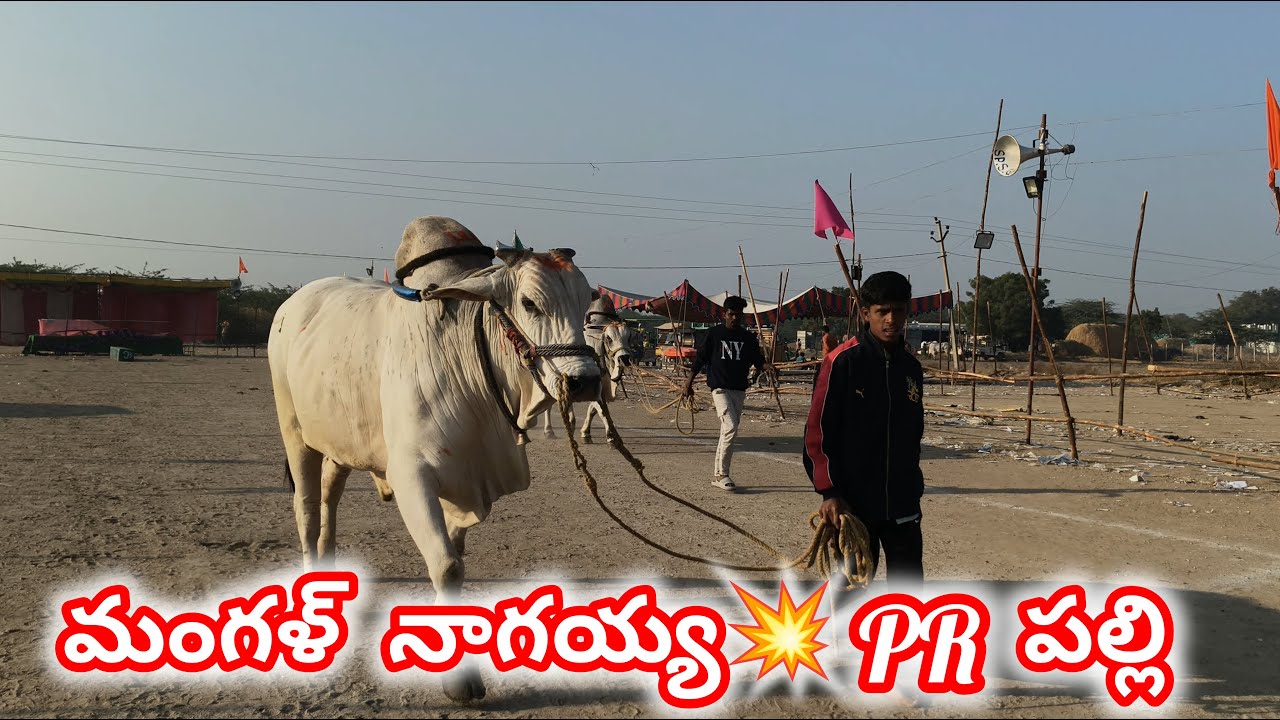 వావిలాల సీనియర్స్ విభాగం 3వ జత 💥మంగళ నాగయ్య ప్రేమ పల్లి