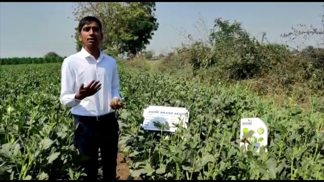 SHINE OKRA SEEDS