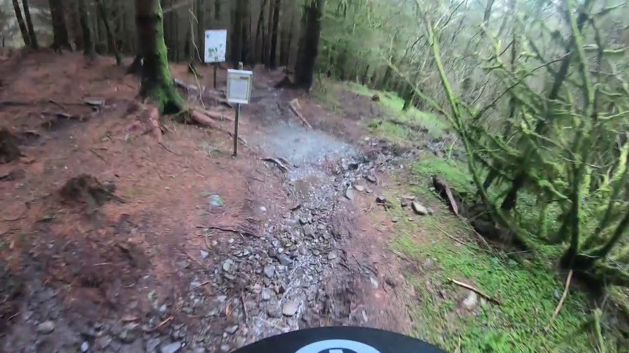Grizedale forest - The viking