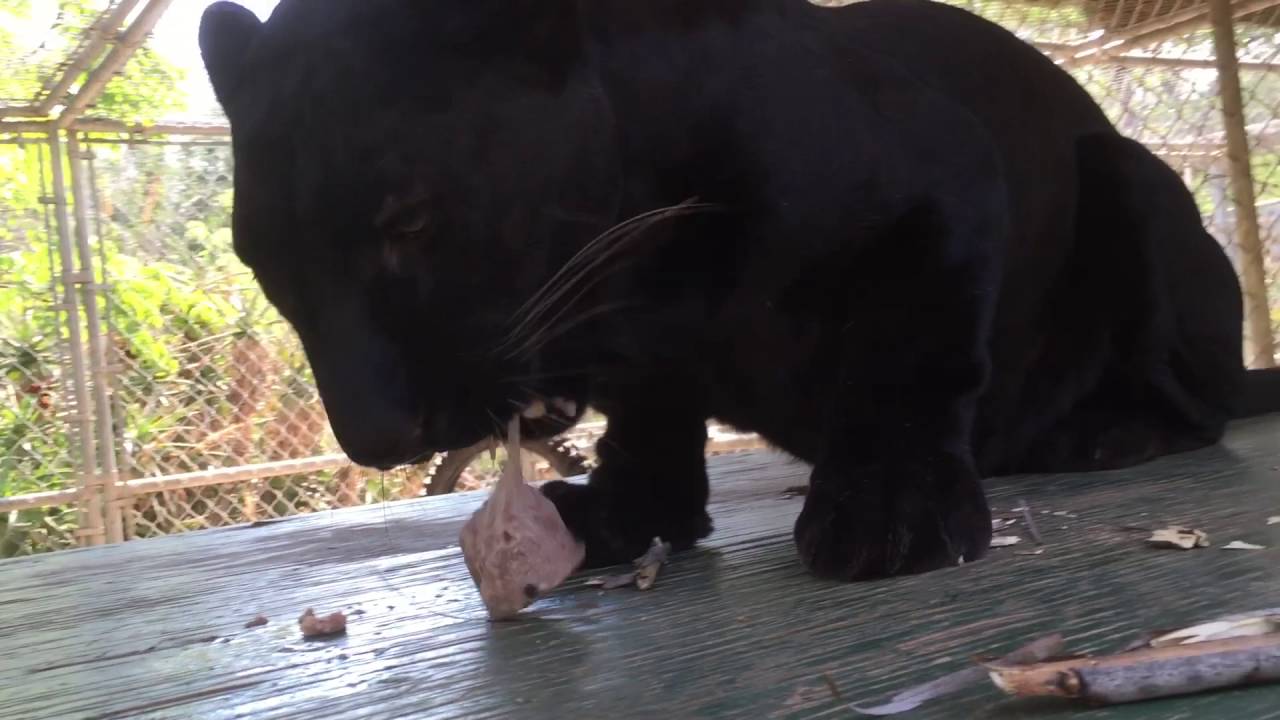 Tabu eating a beef/sardine sickle at Wildlife Waystation