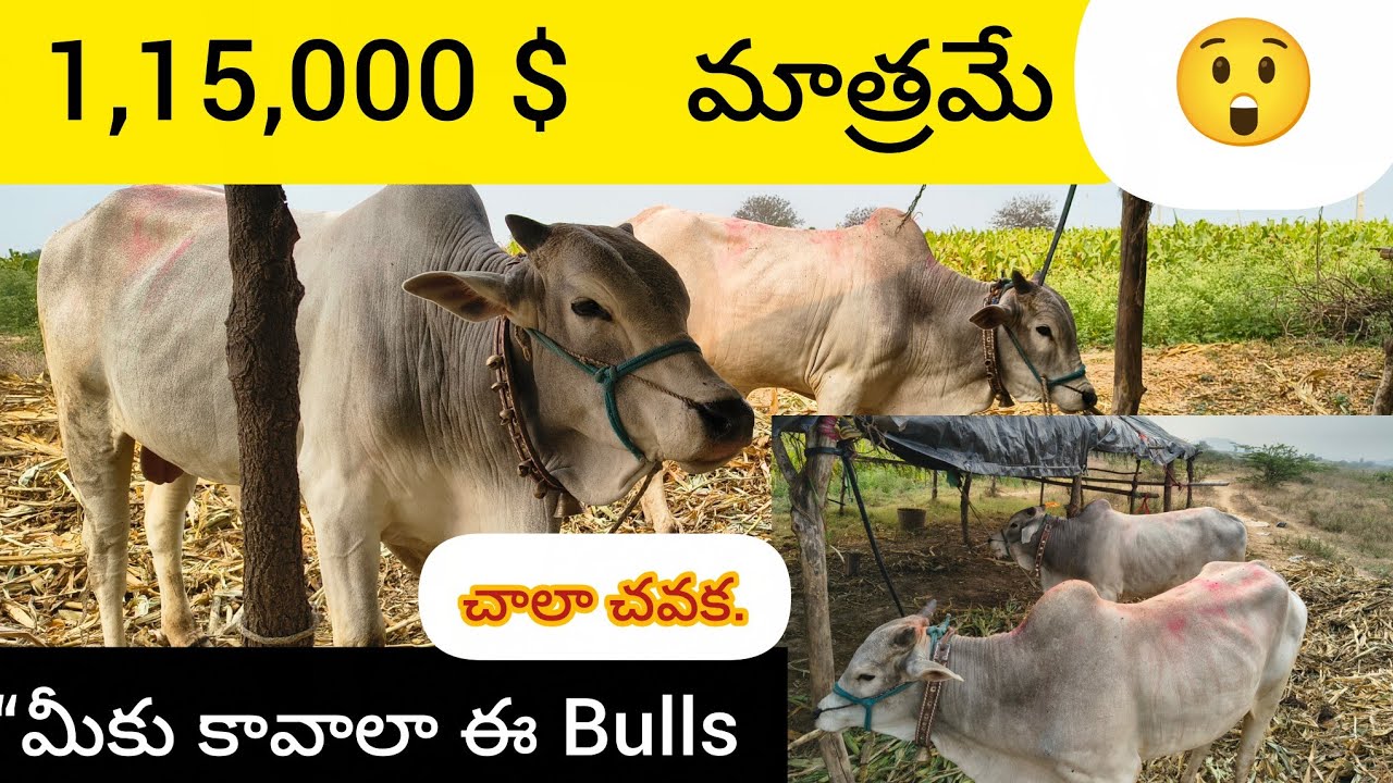 Only 1,15,000 price 🐂.  Telugu Bull's videos | Bull's farming| Bull's marketing| Eddula Santa | 