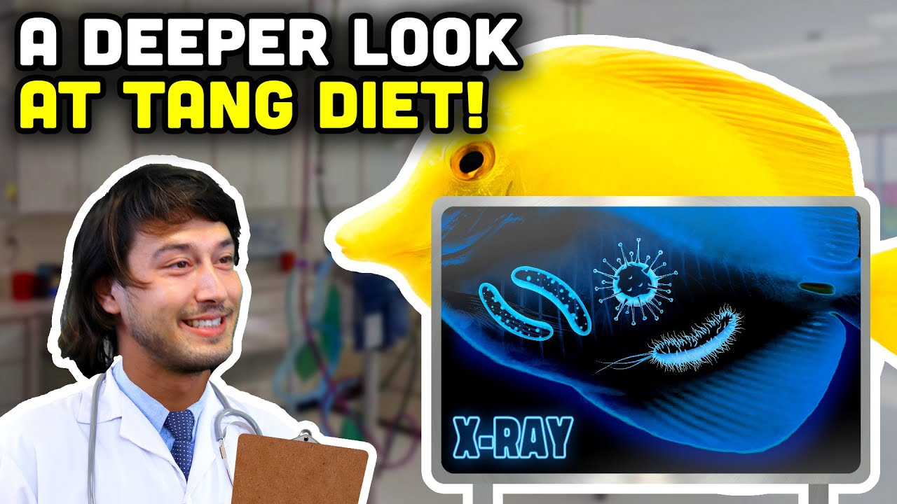 Tips and Tricks for Feeding Tangs! Understanding Your Tang's Diet!