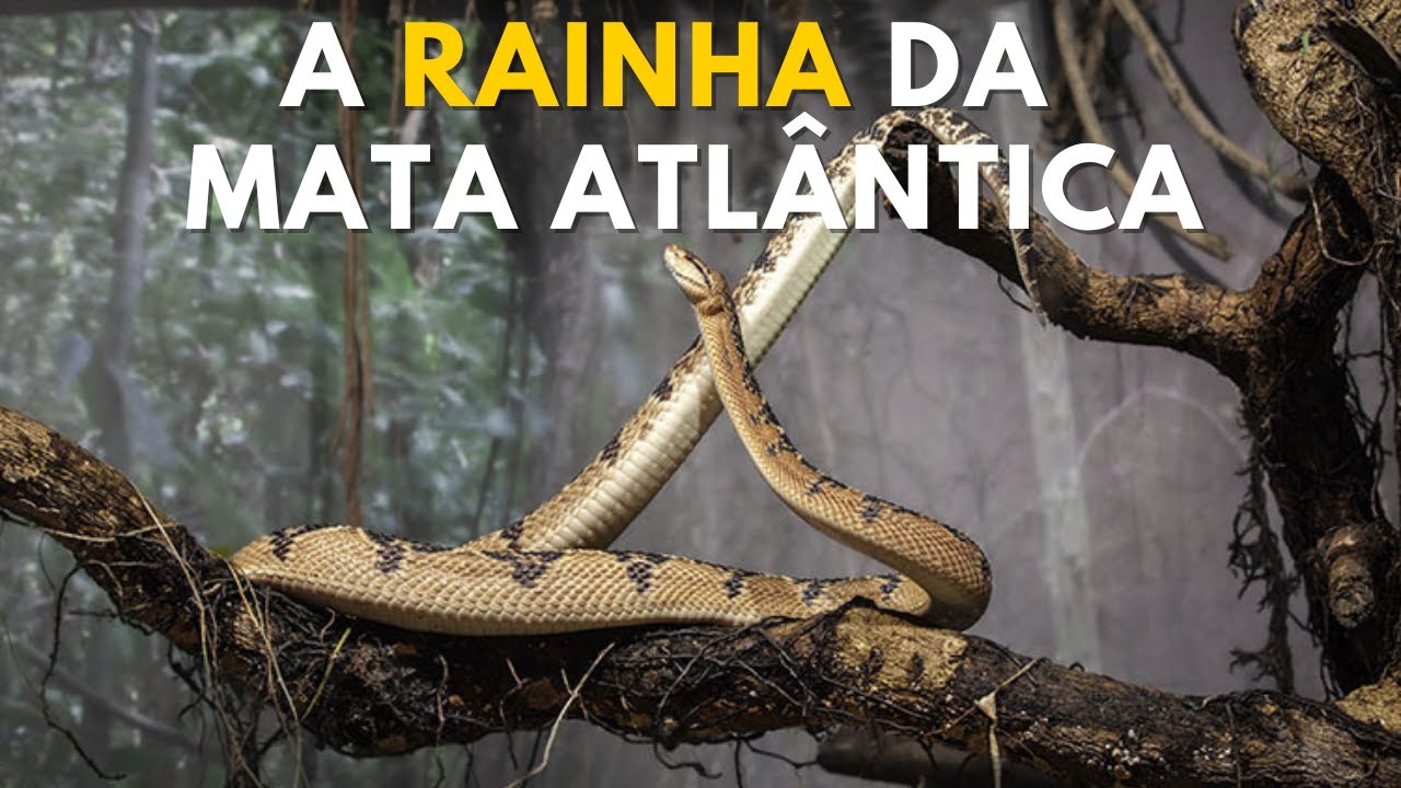 SURUCUCU PICO DE JACA - A RAINHA DA MATA ATLÂNTICA