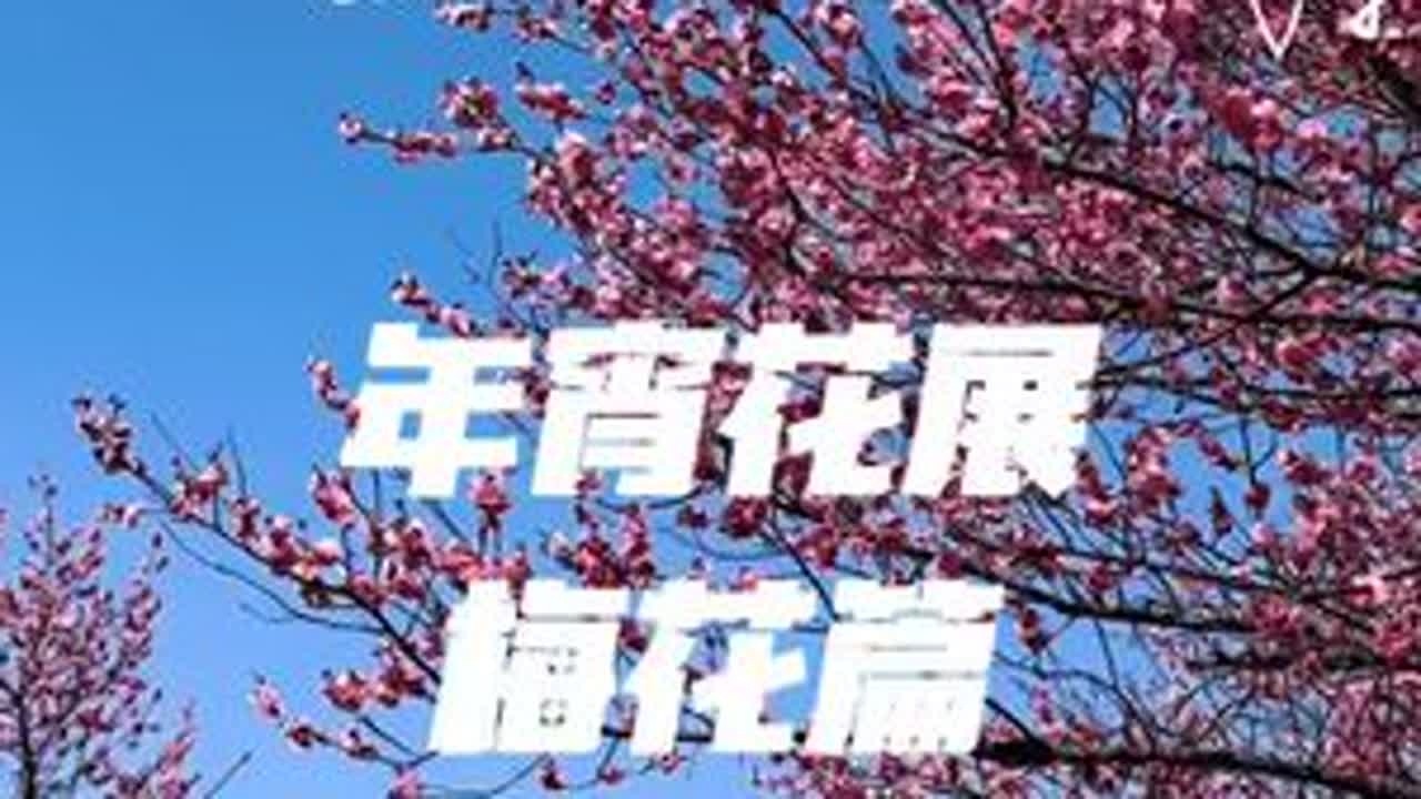 2026年2月20号打卡，辰山植物园迎春花展，梅花篇，里面的牡丹花，梅花，高山杜鹃花，兰花，都开的非常的漂亮，还有部分的早樱也开始开了，要门票🎫的60哦。😁😁😁#辰山植物园 #辰山植物园...