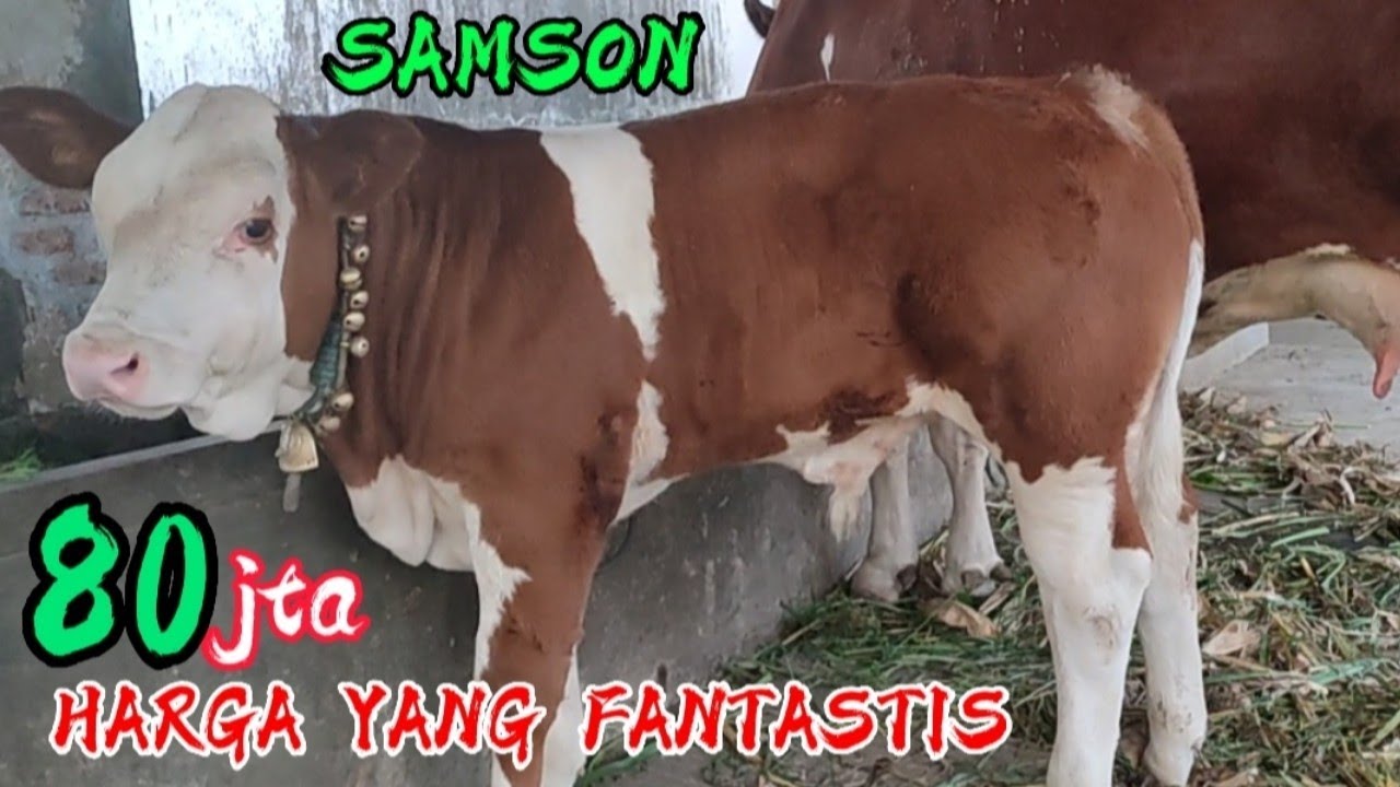 Sapi indukan super penghasil pedet istimewa milik mbah atem blitar