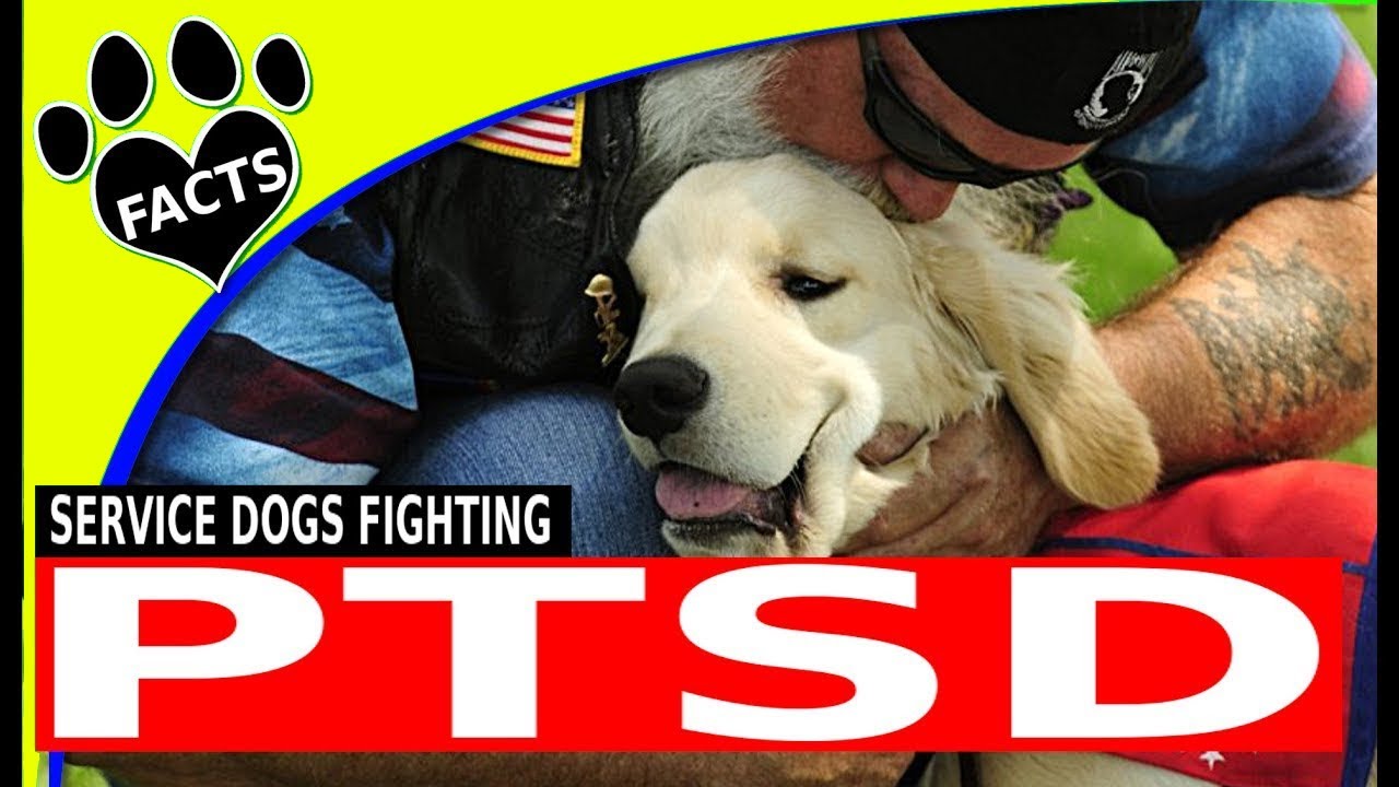 Top 5 Service Dog Breeds for People with PTSD - Dogs 101