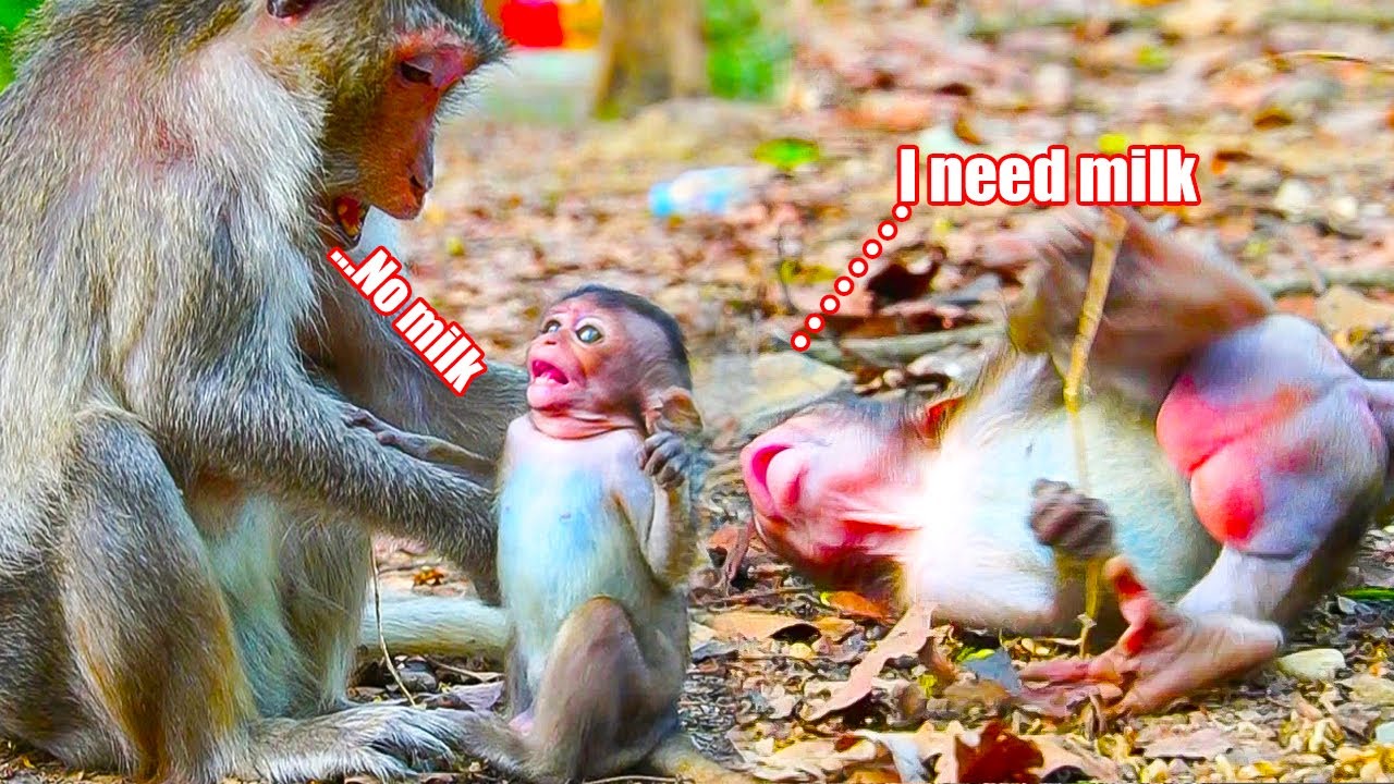 God..! No milk, mom stop giving milk to baby Tiago, she insists ask milk from mom