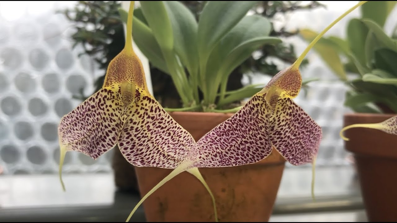 Oрхидейная пятиминутка 😁. Два вида masdevallia decumana. Заказ от Ecuagenera, апдейт