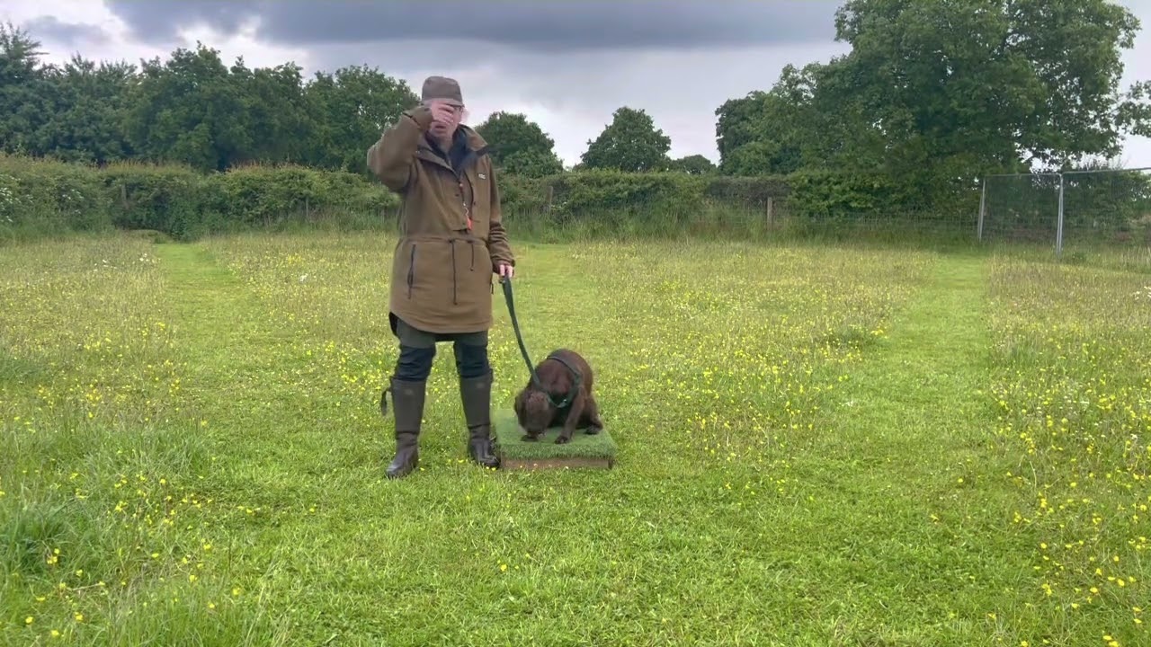 Gundog Training : learning to do nothing !! Episode 9