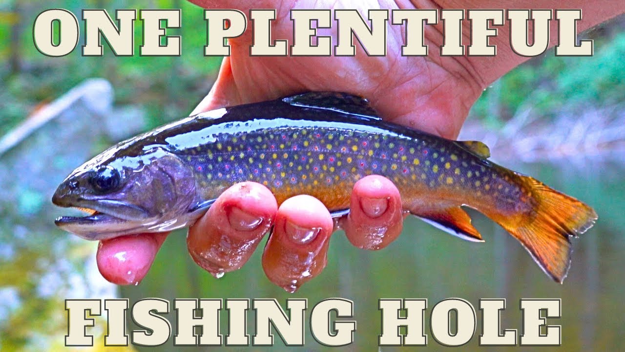 Beautiful Native Brook Trout in Virginia! (Fly Fishing)