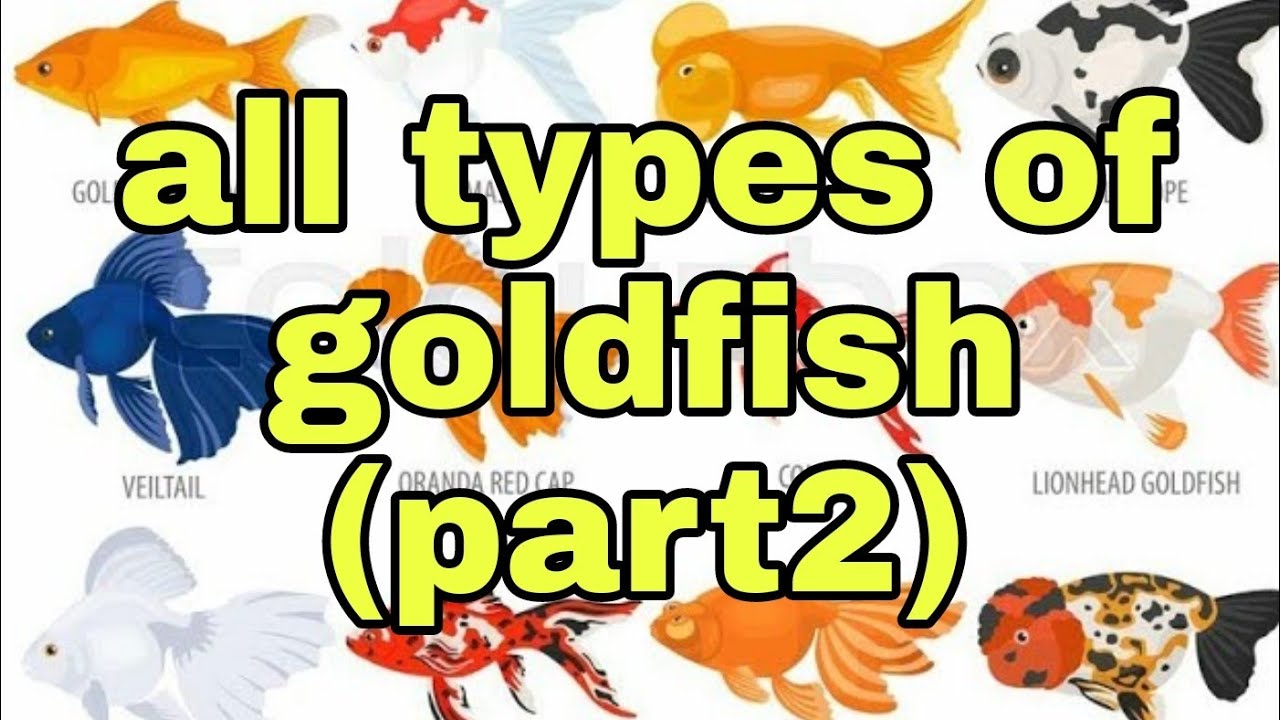 Goldfish All types of goldfish (Part 2) #goldfish #Blue goldfish #Phenix goldfish