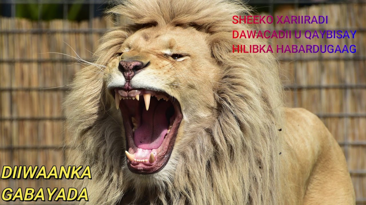 SHEEKO XARIIRADII DAWACO EE QAYB LIBAAX