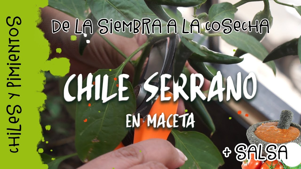 👉 Sólo plántalo una vez y tendrás CHILE SERRANO siempre!  Siémbralo en MACETA en casa 🌶️