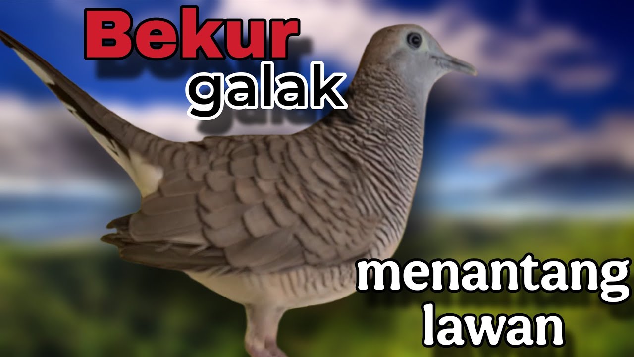 Perkutut lokal gacor bekur galak menantang lawan 