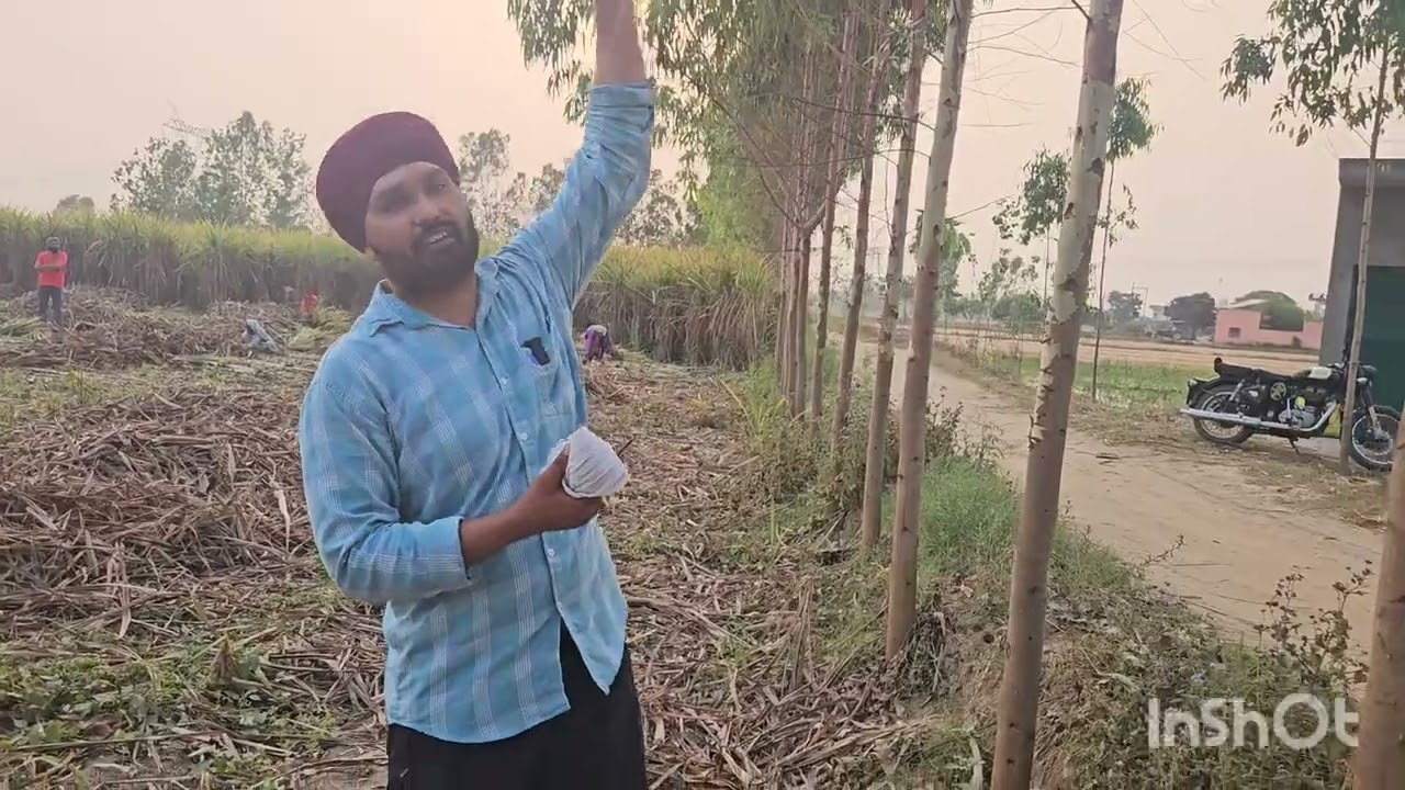 Safeda खेती कैसे करें 1 साल के पेड़ों की शानदार ग्रोथ किन किन बातों ध्यान रखें किसान भाई