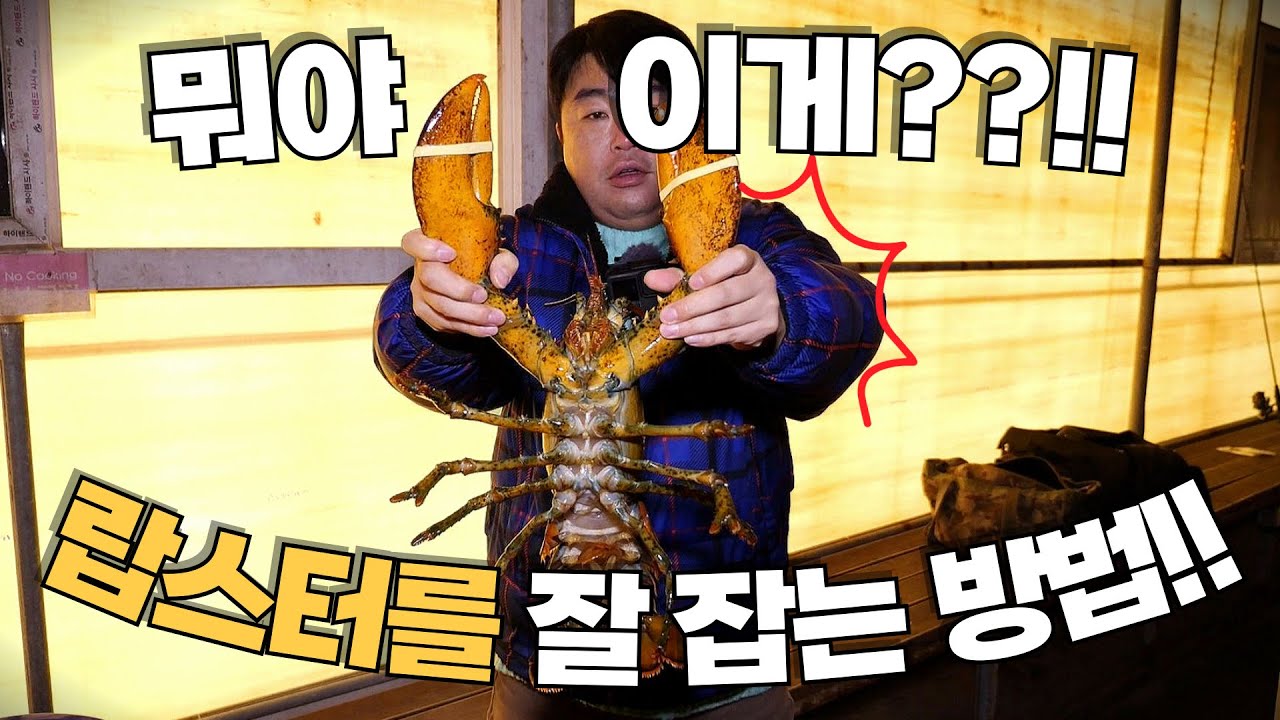 랍스터 낚시 시즌 START!! 랍스터를 잘 잡는 방법은??