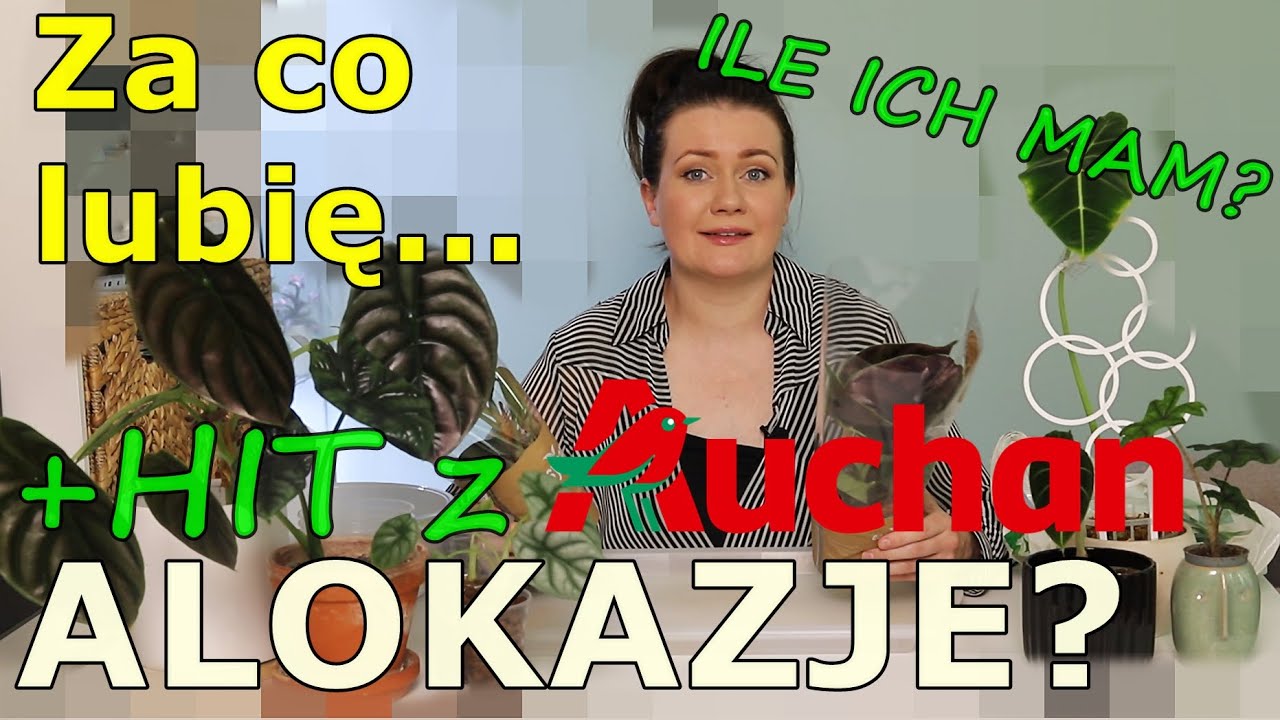 Alokazja z Auchan - HIT! * Cały zbiór moich Alokazji 💚 przenoszę do hydro, opowiadam 💚#repotwithme