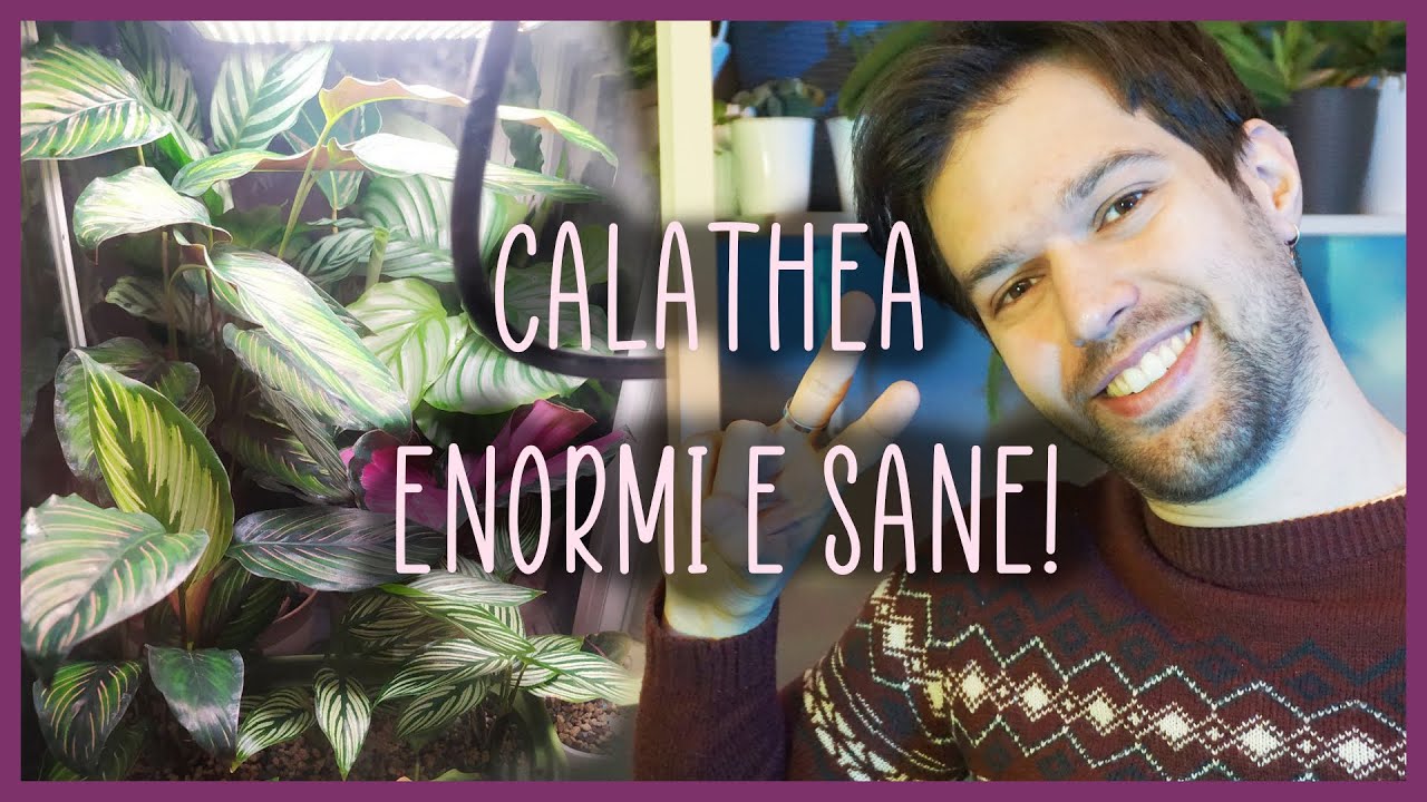 🌿CALATHEA: 5 SEGRETI per farle crescere sane e belle in Semi Idroponica! 💧