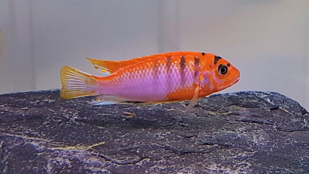 Labidochromis Hongi Super Red