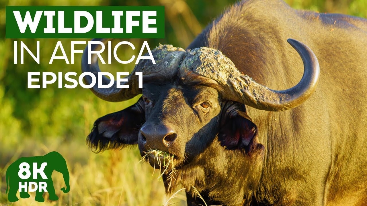Incredible Wildlife of Africa - Episode 1 - 8K HDR Animals in Natural Habitat with Real Sound