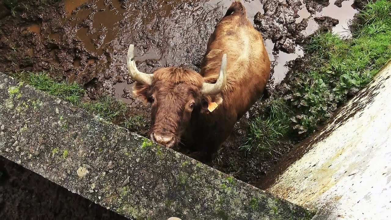 JAF - Stay Away From This Red Bull - Fique Longe Desse Touro Vermelho - Terceira Island - Azores