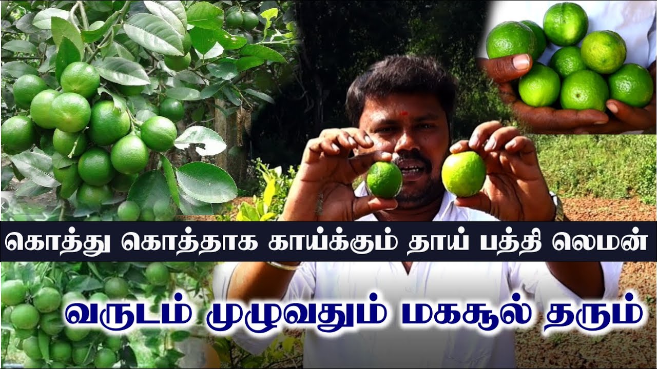 தாய் பத்தி லெமன் | லாபம் தரக்கூடிய எலுமிச்சை கன்று | வருடம் முழுவதும் காய்க்கும் | Thai Patti Lemon