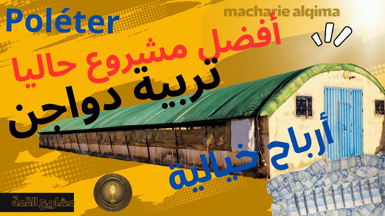 مشروع تربية دجاج اللحام وأسرار النجاح