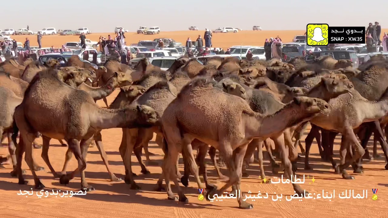 لطامات ابن دغيثر تصوير:بدوي نجد