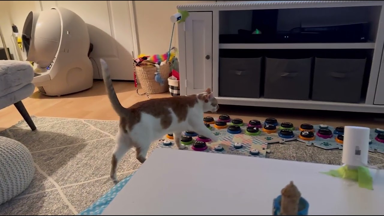 My Talking Cat & I Compromising on the Evening