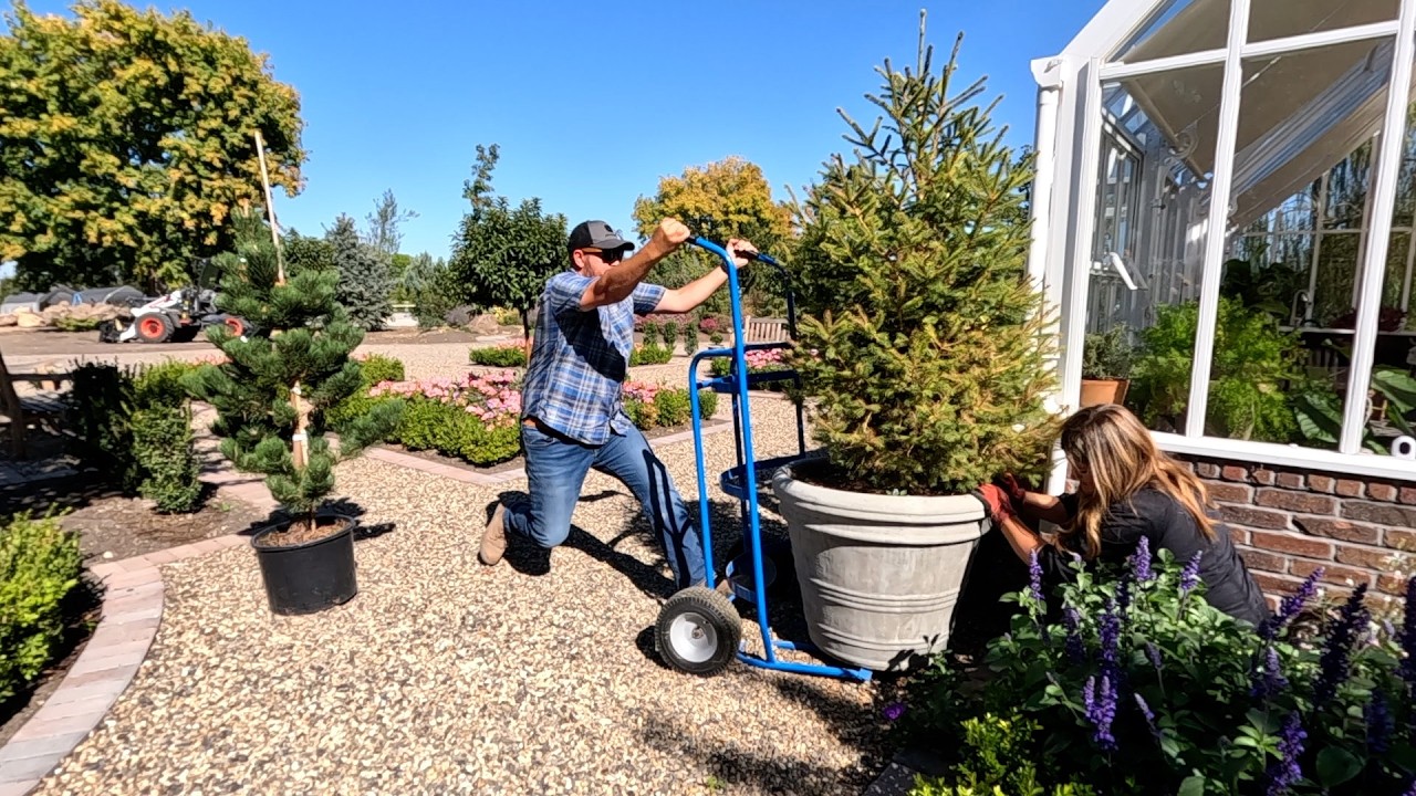 Swapping Out the Evergreens in the Hartley Pots & Large Austrian Pine Installation! 🌲🌲🌲