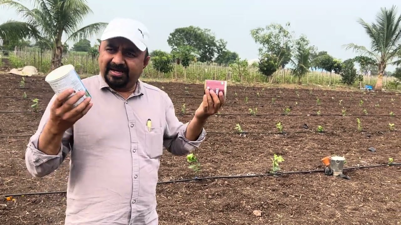 पेरू लागवडीनंतर ३-४ दिवसांनी निमॅटोड आणि मररोगावर प्रतिबंधात्मक  डोस उपाय -पिनॅकल अग्रोटेक