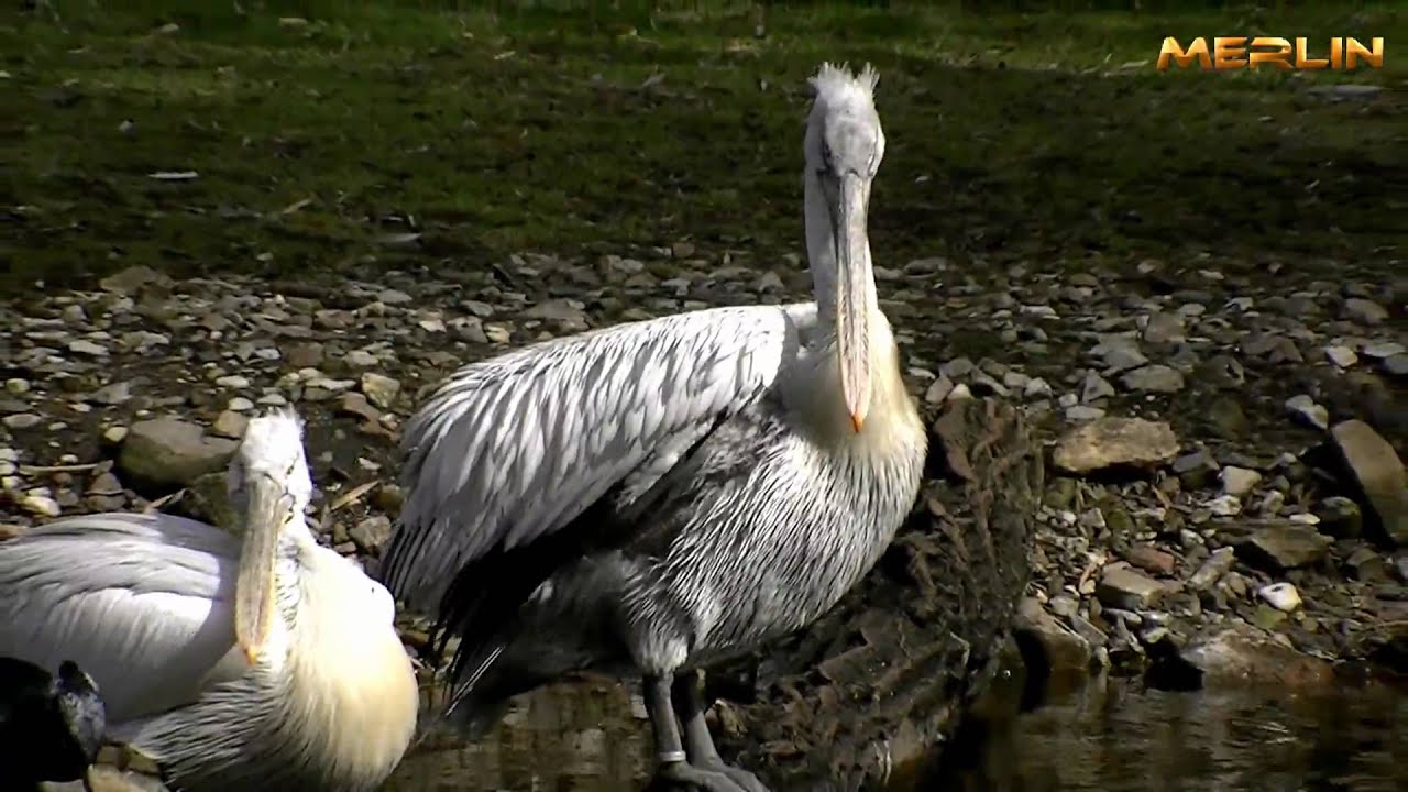 Vogelpark Walsrode  Impressionen in Full HD