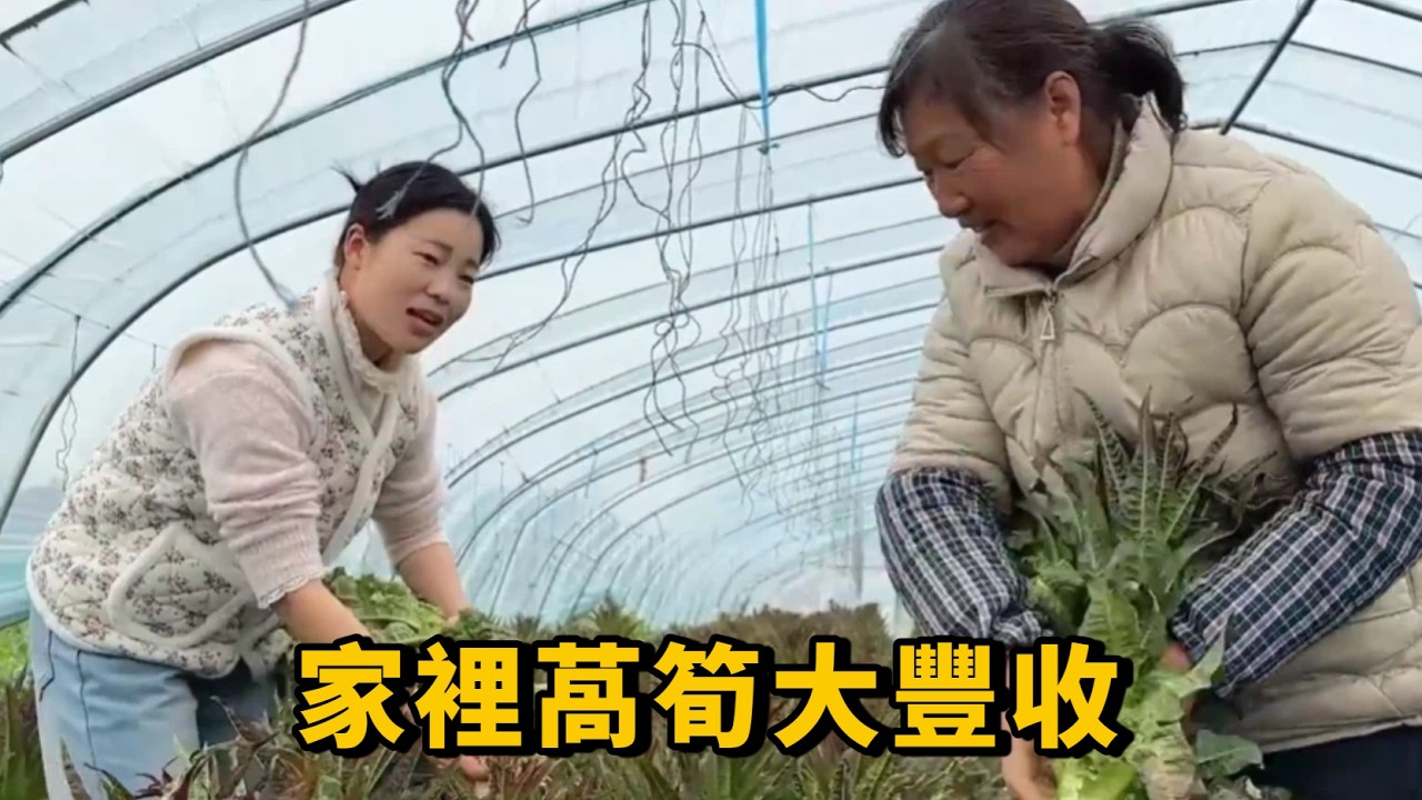 家裡萵筍大豐收，婆媳倆下地砍了滿滿一筐，給門口鄰居也分點嚐嚐#鄉村生活 #農村美食 #vlog #日常