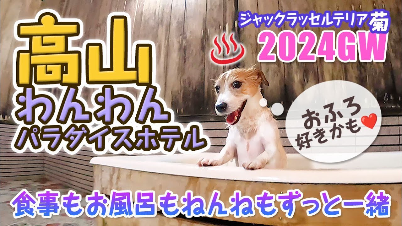 【高山わんわんパラダイス】GW飛騨高山旅② わんこと泊まれる宿 ジャックラッセルテリア菊です。