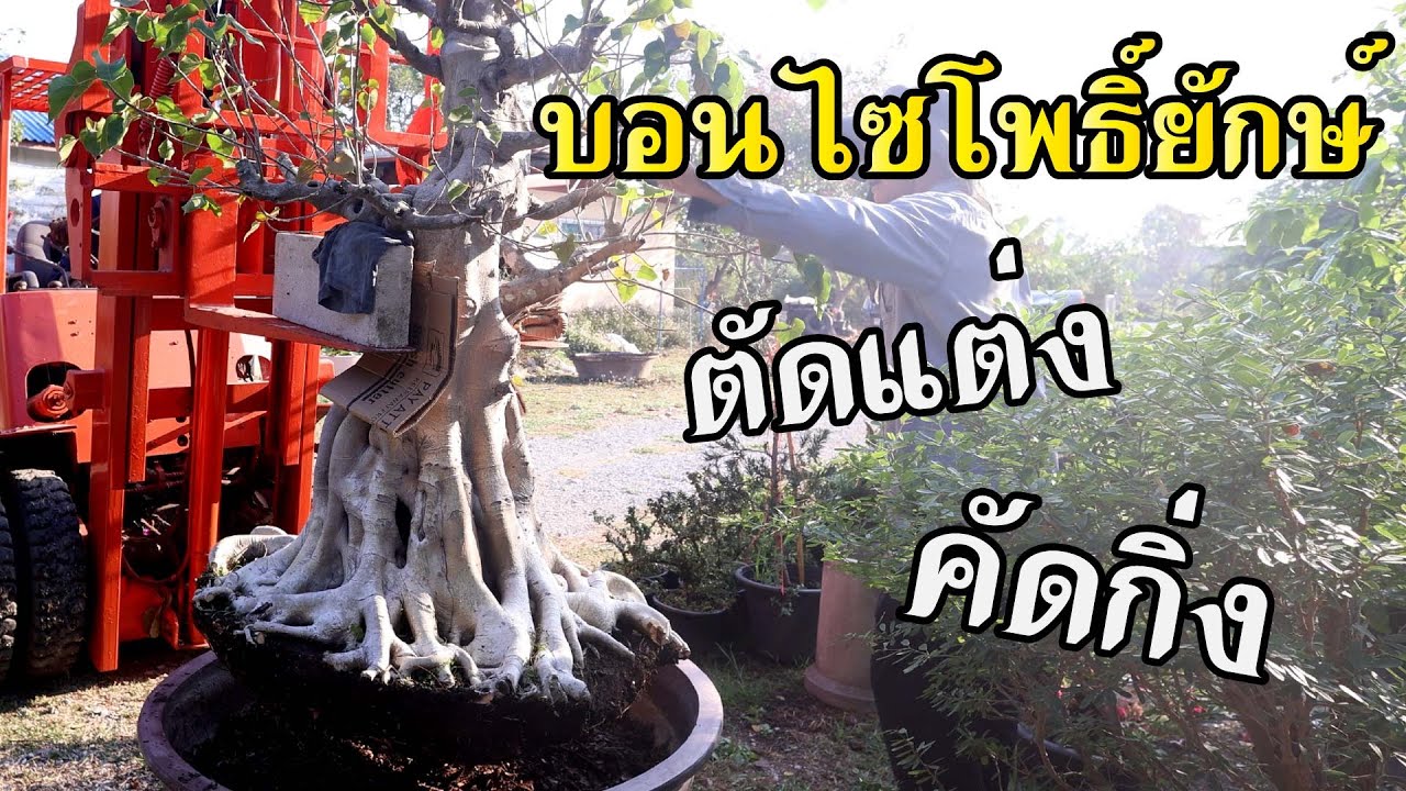 บอนไซโพธิ์ยักษ์ทรงต้น  [Workshop Station] EP.191